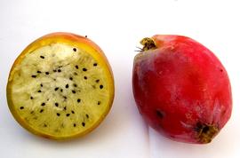   Fruit:   Cereus   hildmannianus ; Photo by Rick P., wikimedia commons
